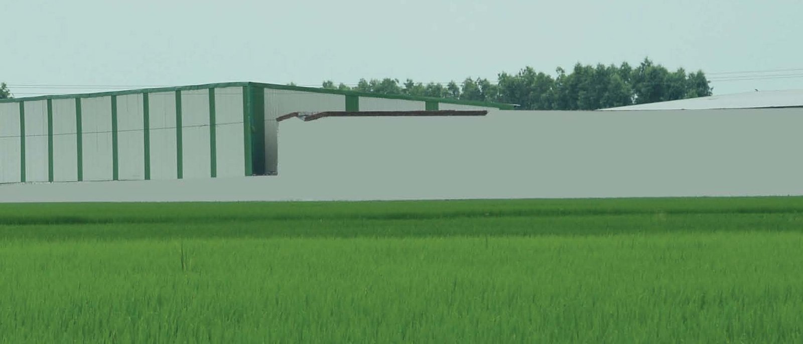 The Karnal plant, seen across standing paddy