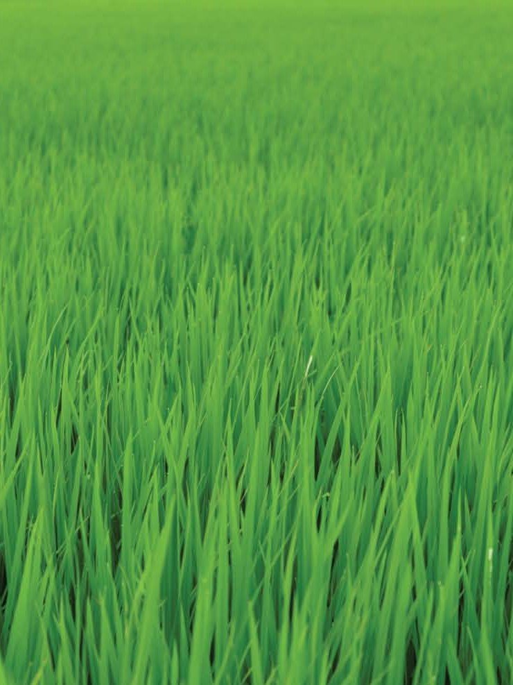 Standing paddy in the Karnal belt